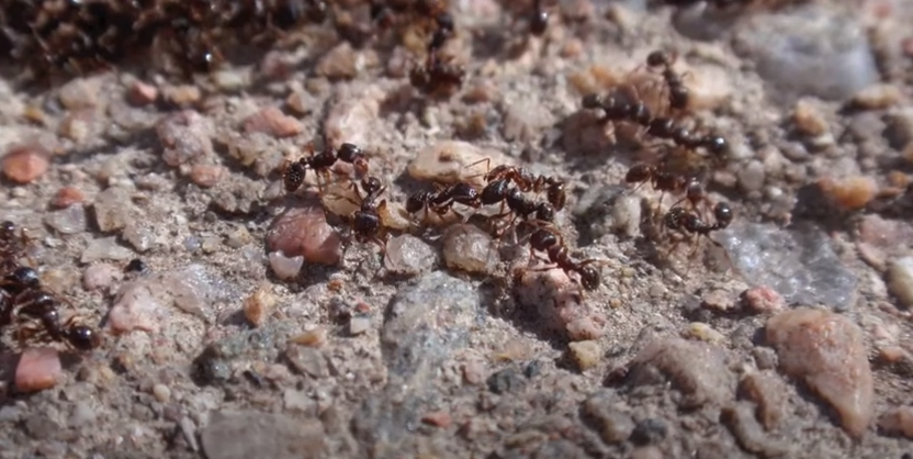 ants in colorado