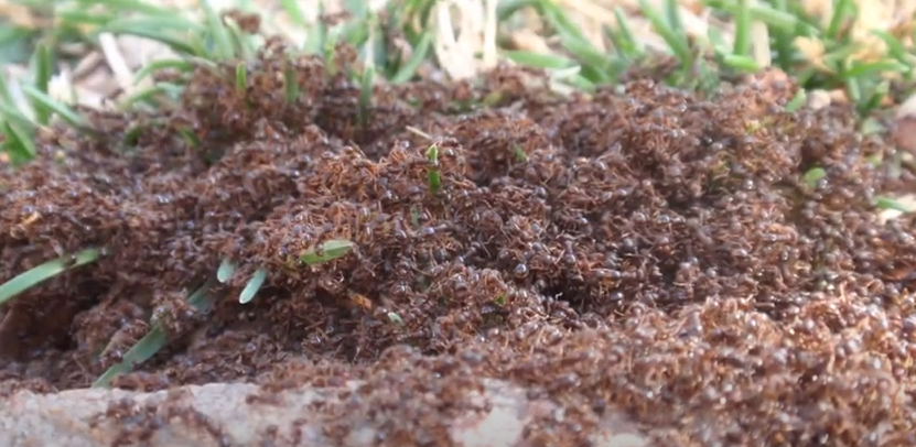 ants in colorado